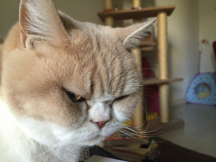 grumpy-cat-japonês_13