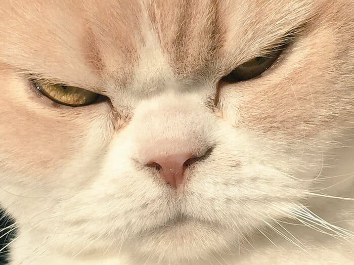 grumpy-cat-japonês_14