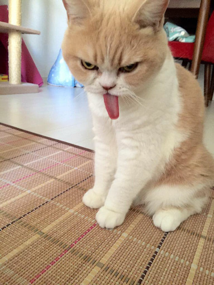 grumpy-cat-japonês_3