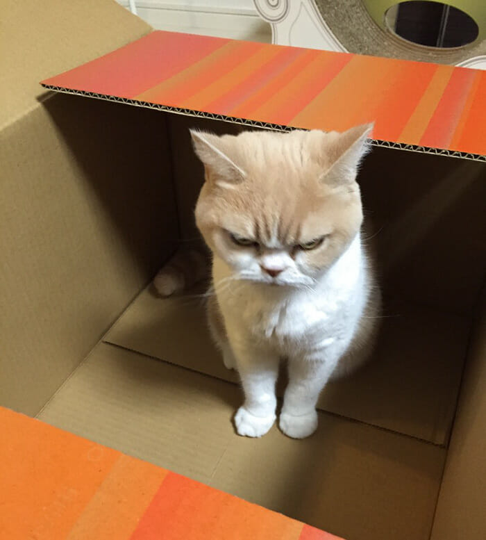 grumpy-cat-japonês_5