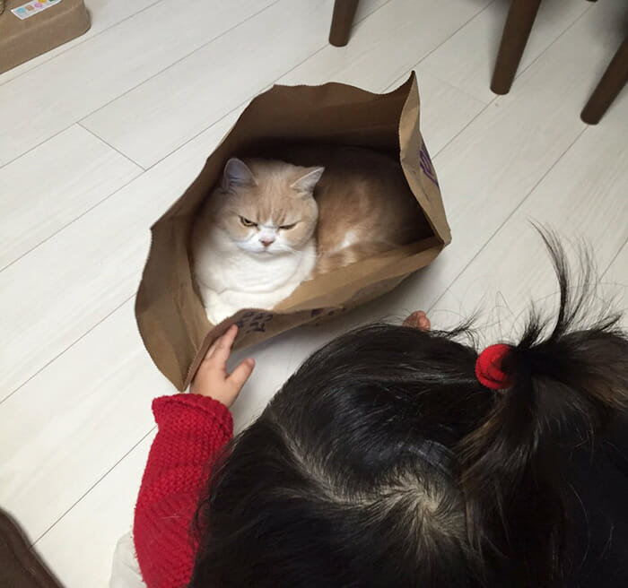 grumpy-cat-japonês_6
