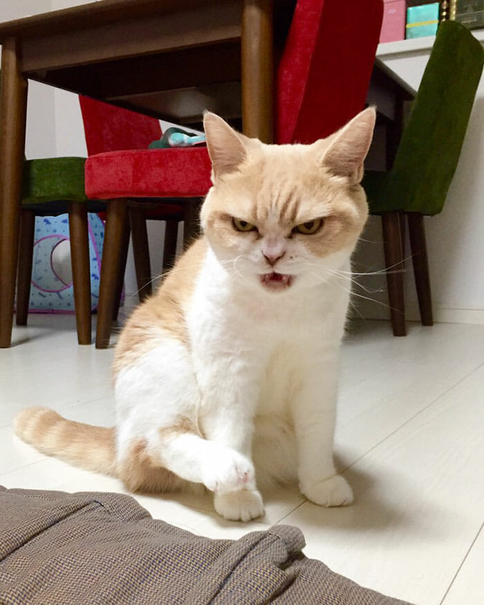 grumpy-cat-japonês_7