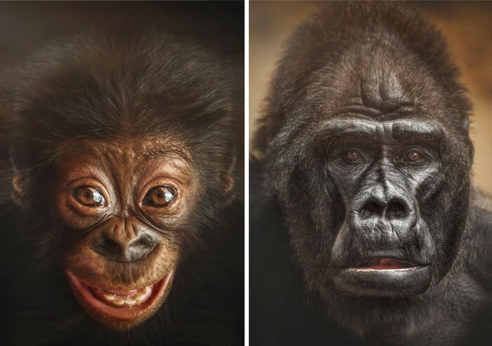 13 Retratos de Macacos revelam a incrível similaridade das expressões deles com as nossas