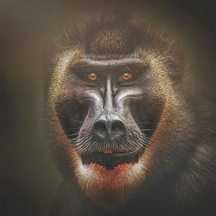 similaridade-expressoes-macacos_3