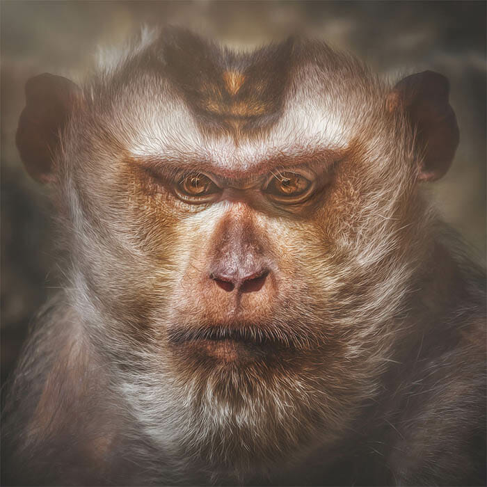 similaridade-expressoes-macacos_6
