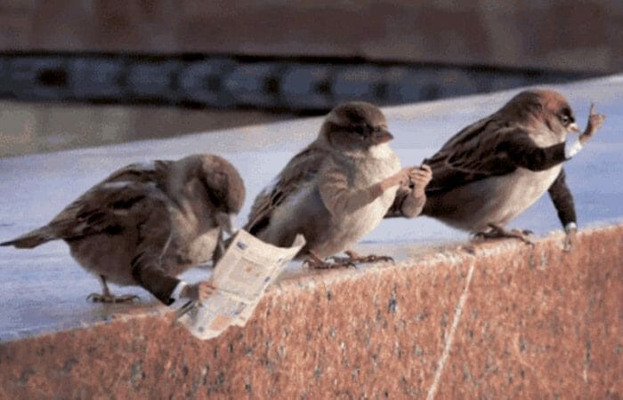 10 Gifs que Provam Que as Aves Seriam Mais Interessantes Se Tivessem Braços