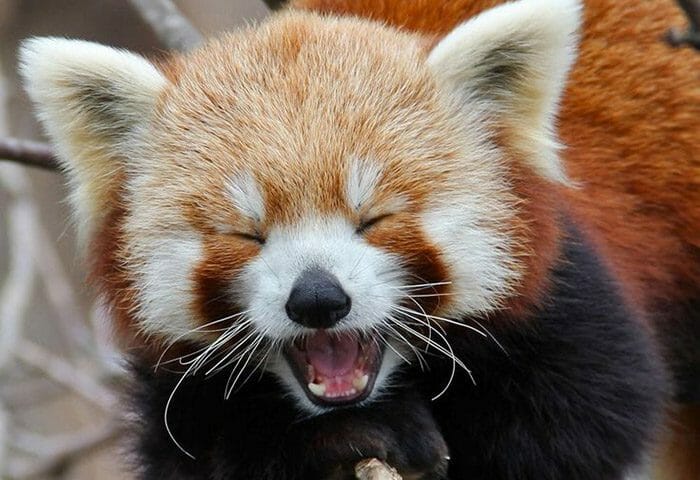 12 Gifs que Farão Você se Apaixonar por Pandas-Vermelhos