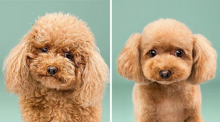 8 Comparativos Divertidos de Cachorros Antes e Depois de Serem Tosados