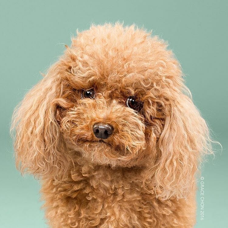 cachorro-antes-depois-tosa_1a
