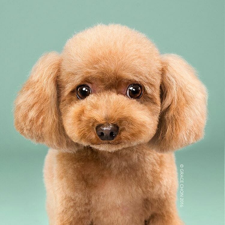 cachorro-antes-depois-tosa_1b