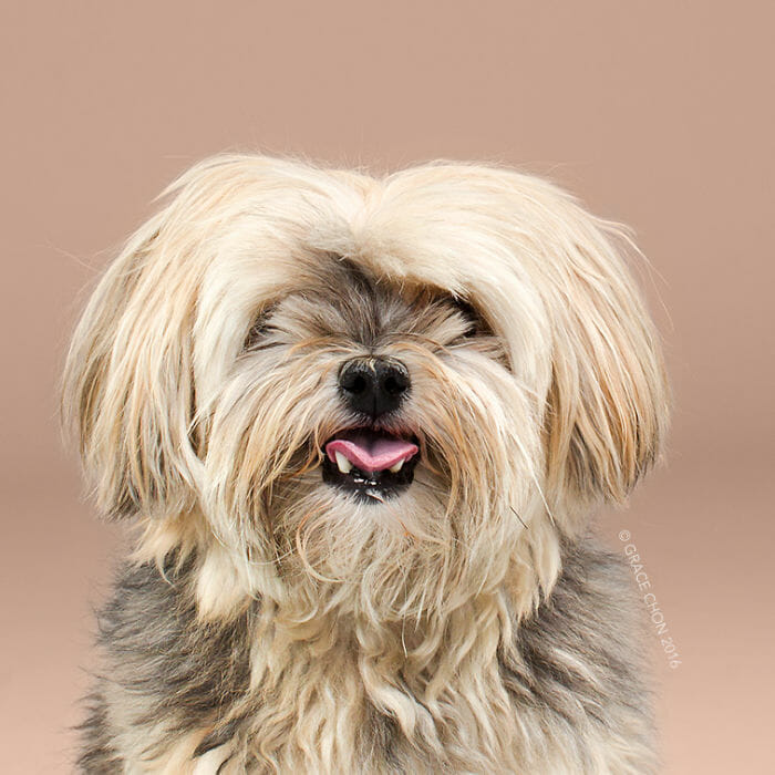 cachorro-antes-depois-tosa_2a