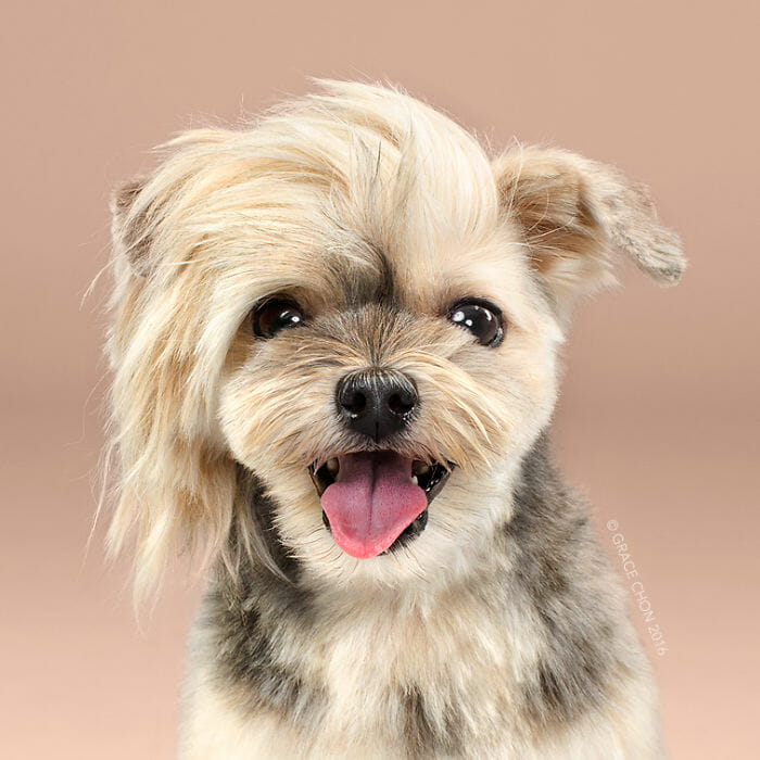 cachorro-antes-depois-tosa_2b