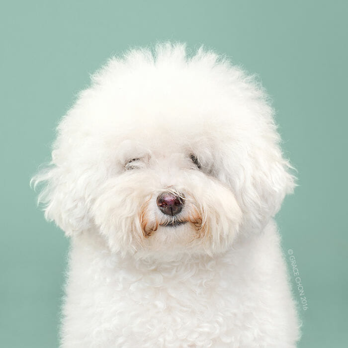 cachorro-antes-depois-tosa_3a