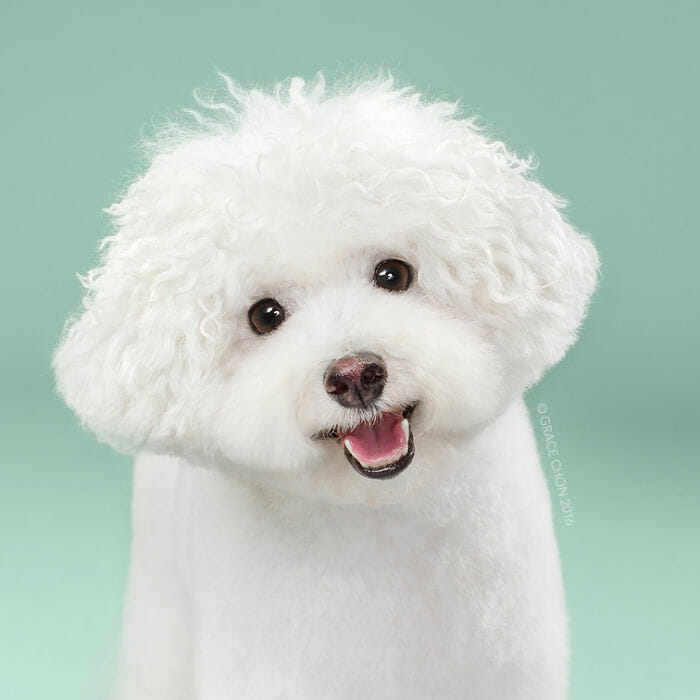 cachorro-antes-depois-tosa_3b
