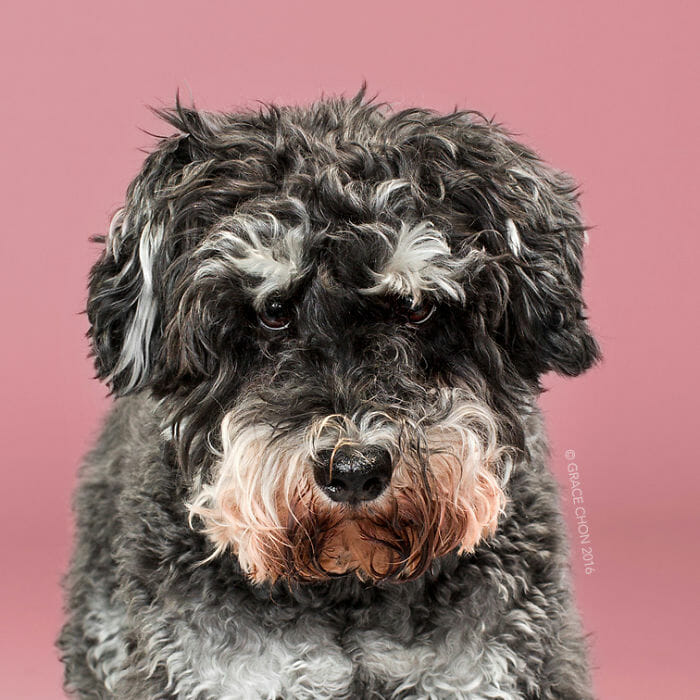 cachorro-antes-depois-tosa_4a