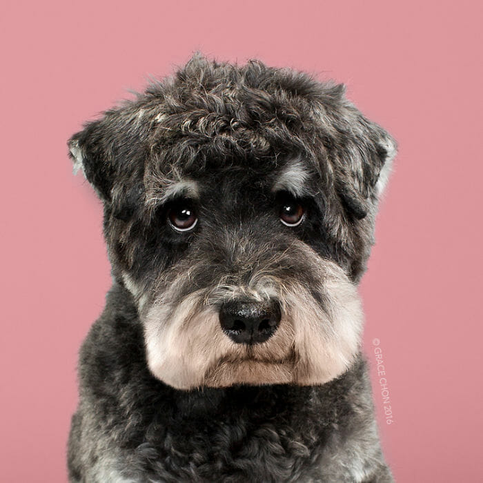 cachorro-antes-depois-tosa_4b
