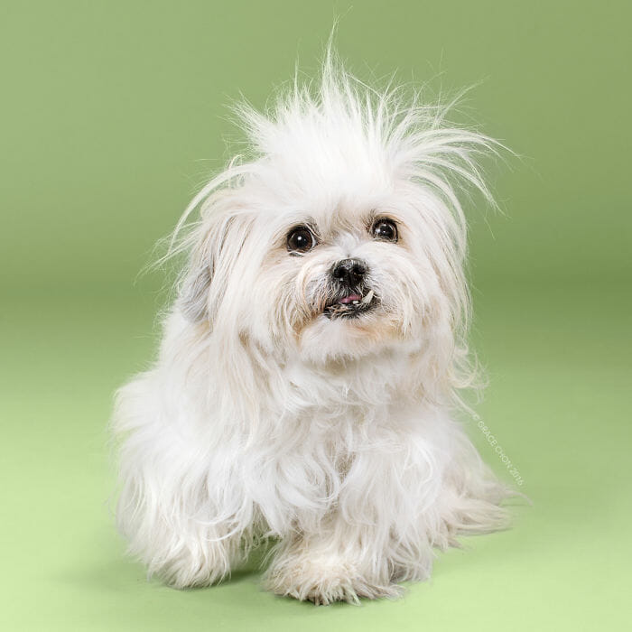 cachorro-antes-depois-tosa_5a