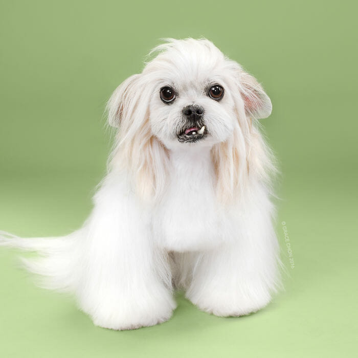 cachorro-antes-depois-tosa_5b