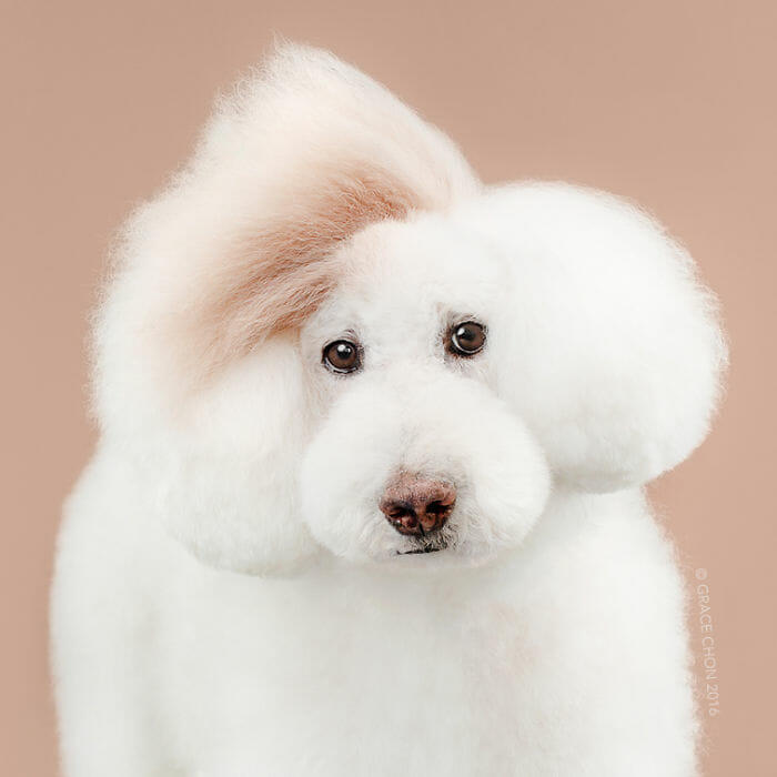 cachorro-antes-depois-tosa_6b