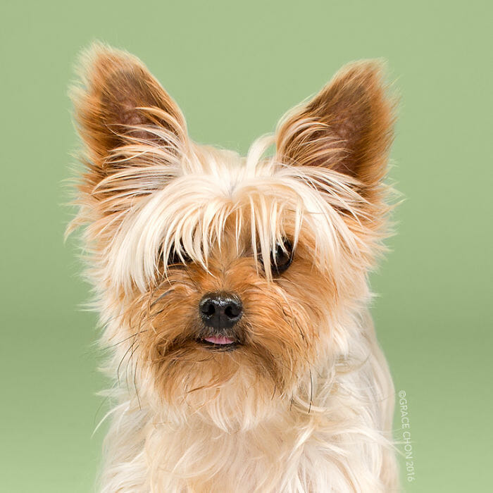 cachorro-antes-depois-tosa_7a