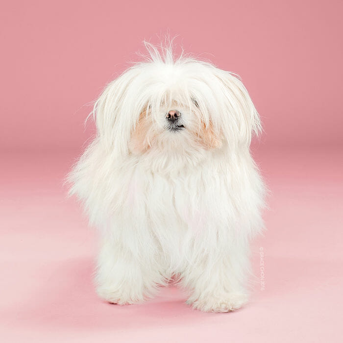 cachorro-antes-depois-tosa_8a