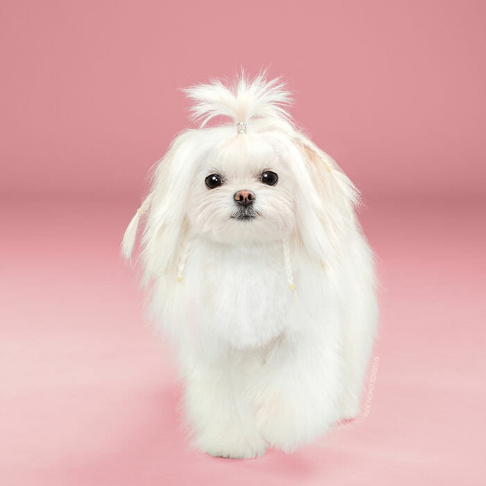 cachorro-antes-depois-tosa_8b