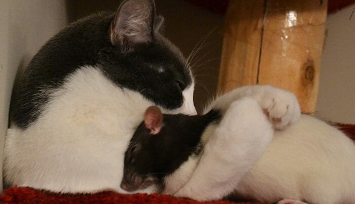 20 Imagens de Gatos e Ratos Que Descobriram Que É Melhor Serem Amigos Do Que Inimigos