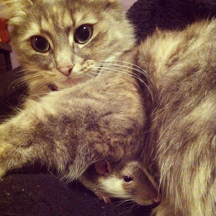 gatos-ratos-amigos_12