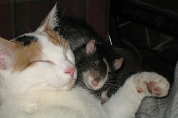 gatos-ratos-amigos_2