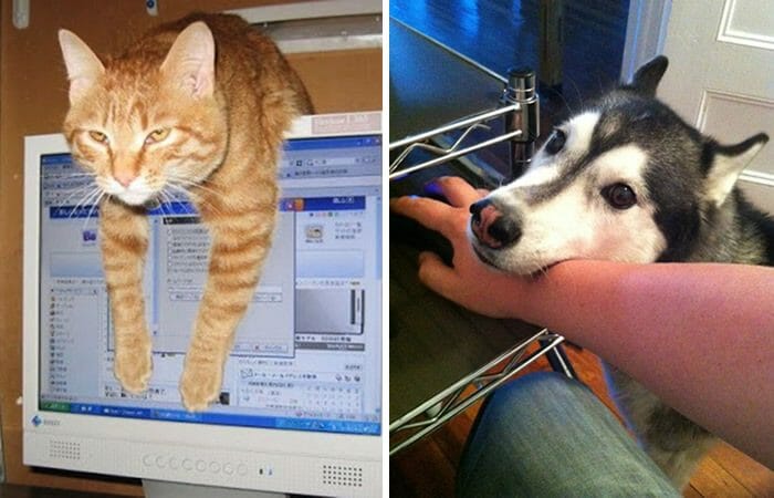 30 Cachorros e Gatos Que Adoram Nos Tirar da Frente do Computador