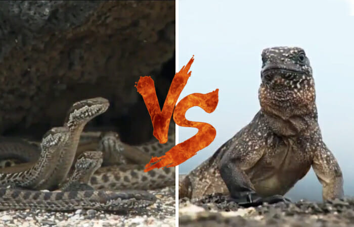 video-fuga-iguana-cobras