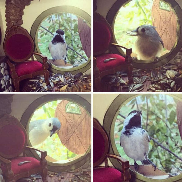 Ele Encontrou Uma Forma Genial de Fotografar Pássaros... Descubra
