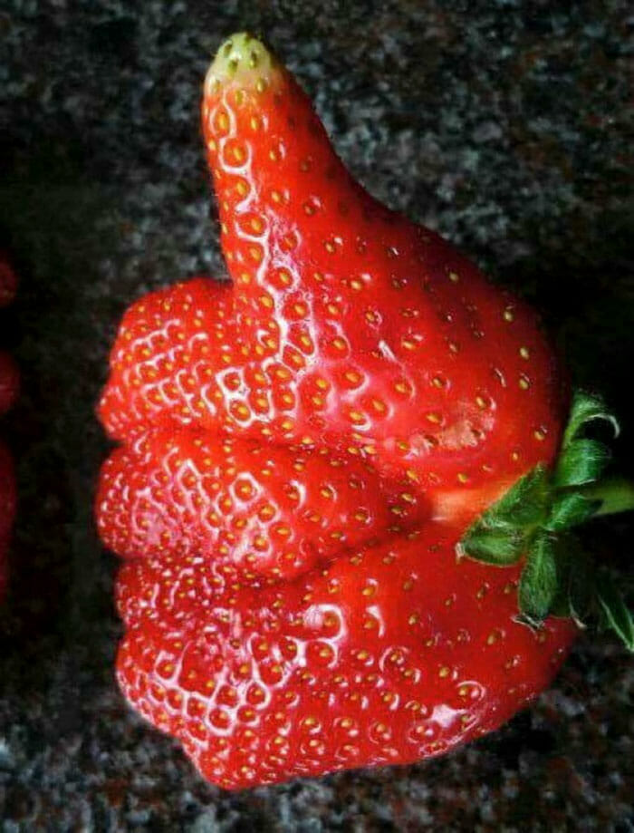 79 Frutas e Vegetais Com Formatos Tão Estranhos Que Farão Você Olhar Duas Vezes