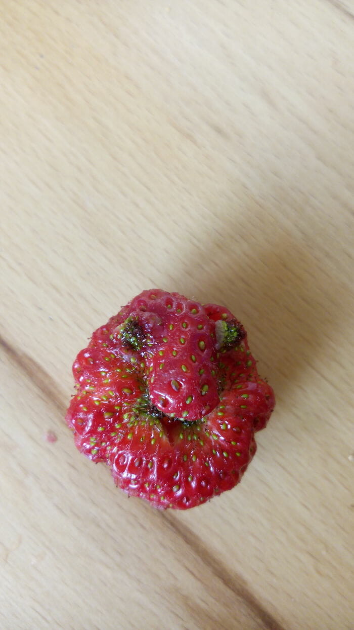 79 Frutas e Vegetais Com Formatos Tão Estranhos Que Farão Você Olhar Duas Vezes