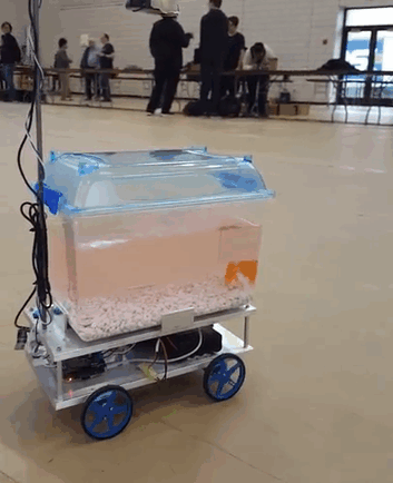 Estudantes Inventam Aquário Robótico Com Movimentos Controlados Pelo Próprio Peixe