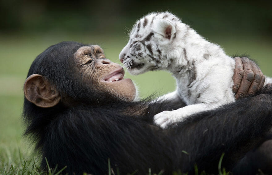 21 Amizades Raras e Improváveis Que Aconteceram No Reino Animal