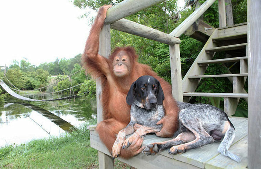 21 Amizades Raras e Improváveis Que Aconteceram No Reino Animal