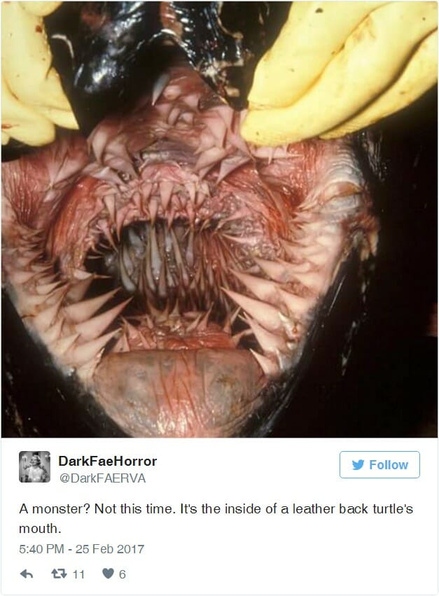 18 Imagens Horripilantes De Bocas De Animais e Insetos Que Farão Você Ter Pesadelos