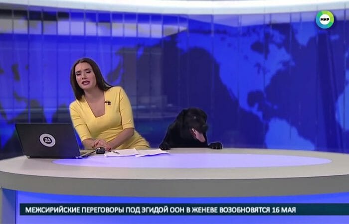 Cachorro Aparece No Jornal Ao Vivo e Surpreende Repórter na Rússia
