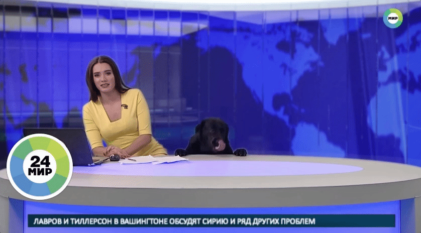 Cachorro Aparece No Jornal Ao Vivo e Surpreende Repórter na Rússia