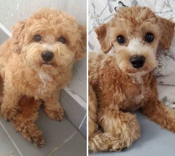 20 Imagens Divertidas De Cachorros Antes e Depois da Tosa - Parte II