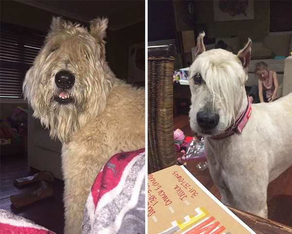 20 Imagens Divertidas De Cachorros Antes e Depois da Tosa - Parte II