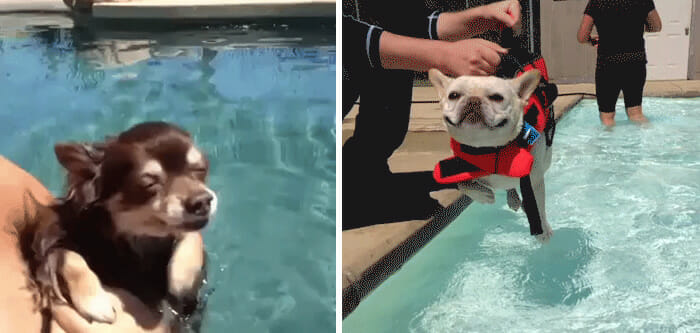 19 Gifs De Cães Adoráveis Que Pensam Que Estão Nadando
