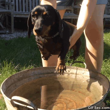 19 Gifs De Cães Adoráveis Que Pensam Que Estão Nadando