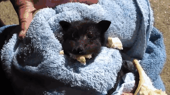 VÍDEO: Este Filhote De Morcego Resgatado É A Coisa Mais Linda Que Você Vai Ver Hoje