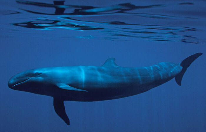 Cientistas Descobrem Espécie De Animal Híbrido Entre Golfinho e Baleia