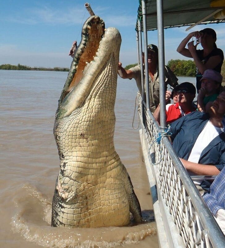 Animais muito grandes - Crocodilo gigante