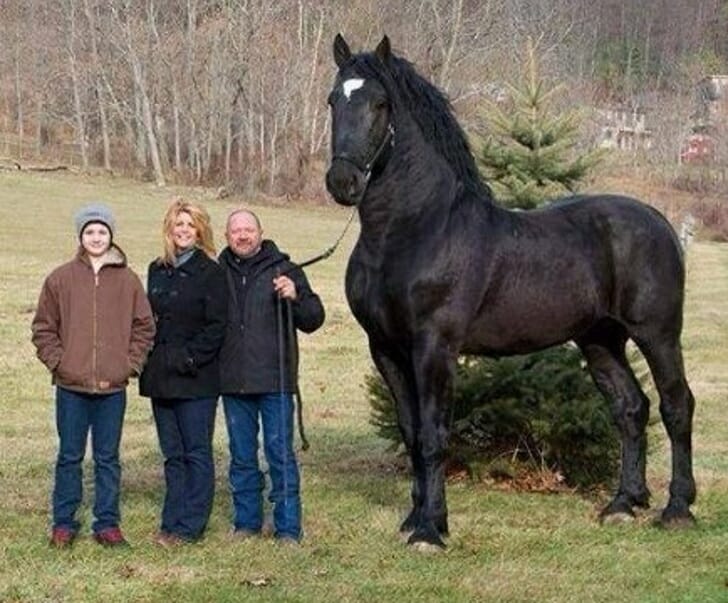 Animais muito grandes - Cavalo gigante
