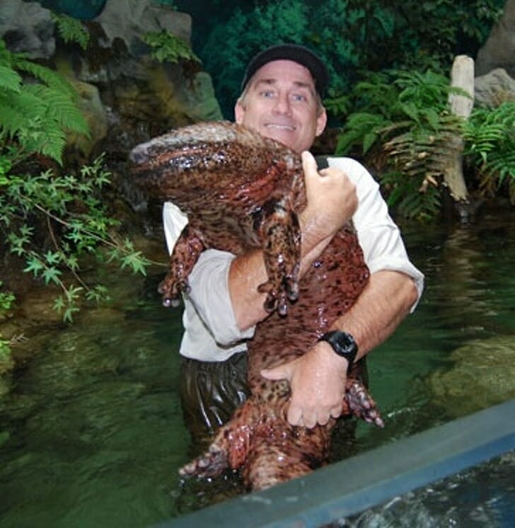 Animais muito grandes - Salamandra gigante