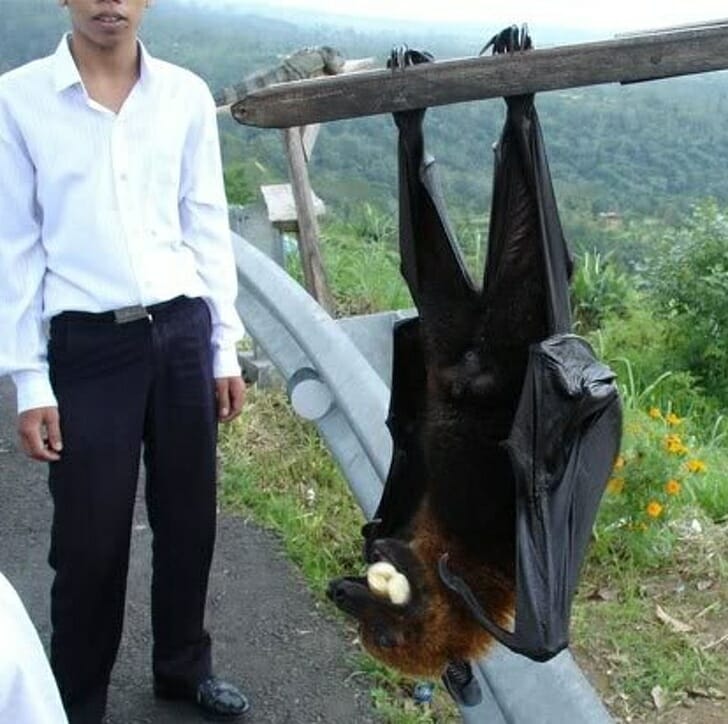 Animais muito grandes - morcego gigante